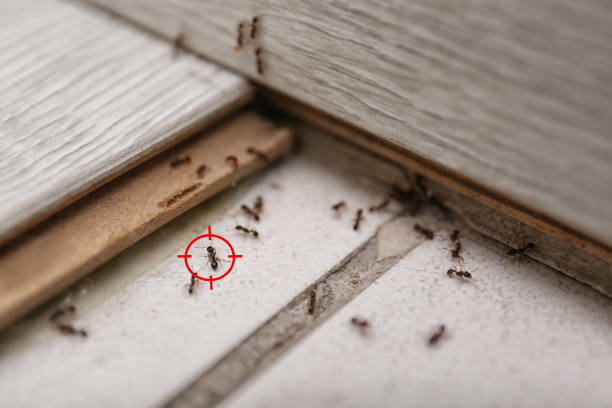 Best Pest Control Near Me in Brooklyn Park, MD