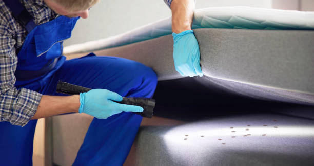 Wasp Removal Services in Brooklyn Park, MD