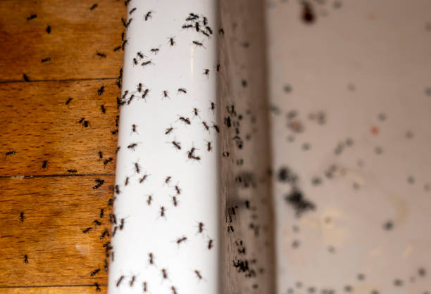 Best Insect Control  in Brooklyn Park, MD
